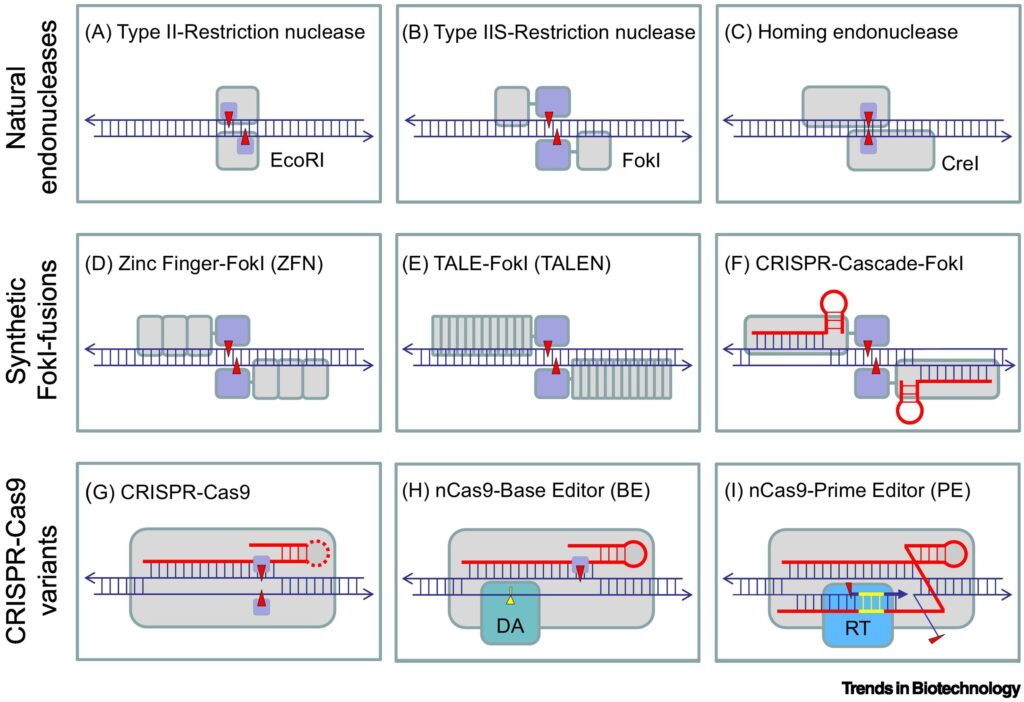 The genome editing revolution