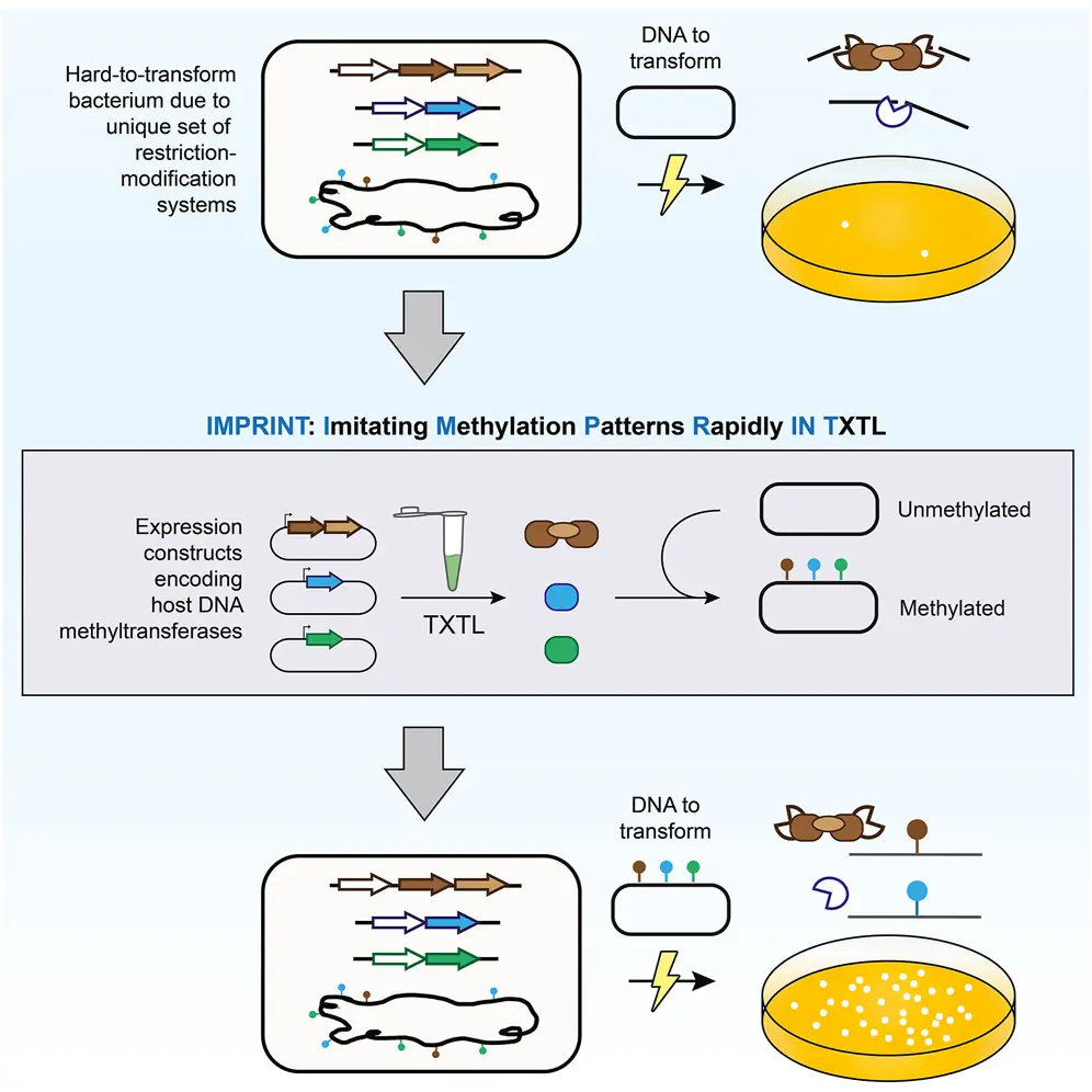 IMPRINT Patinios Lab