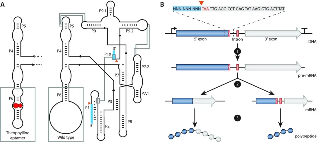 SIBR-Cas Patinios Lab